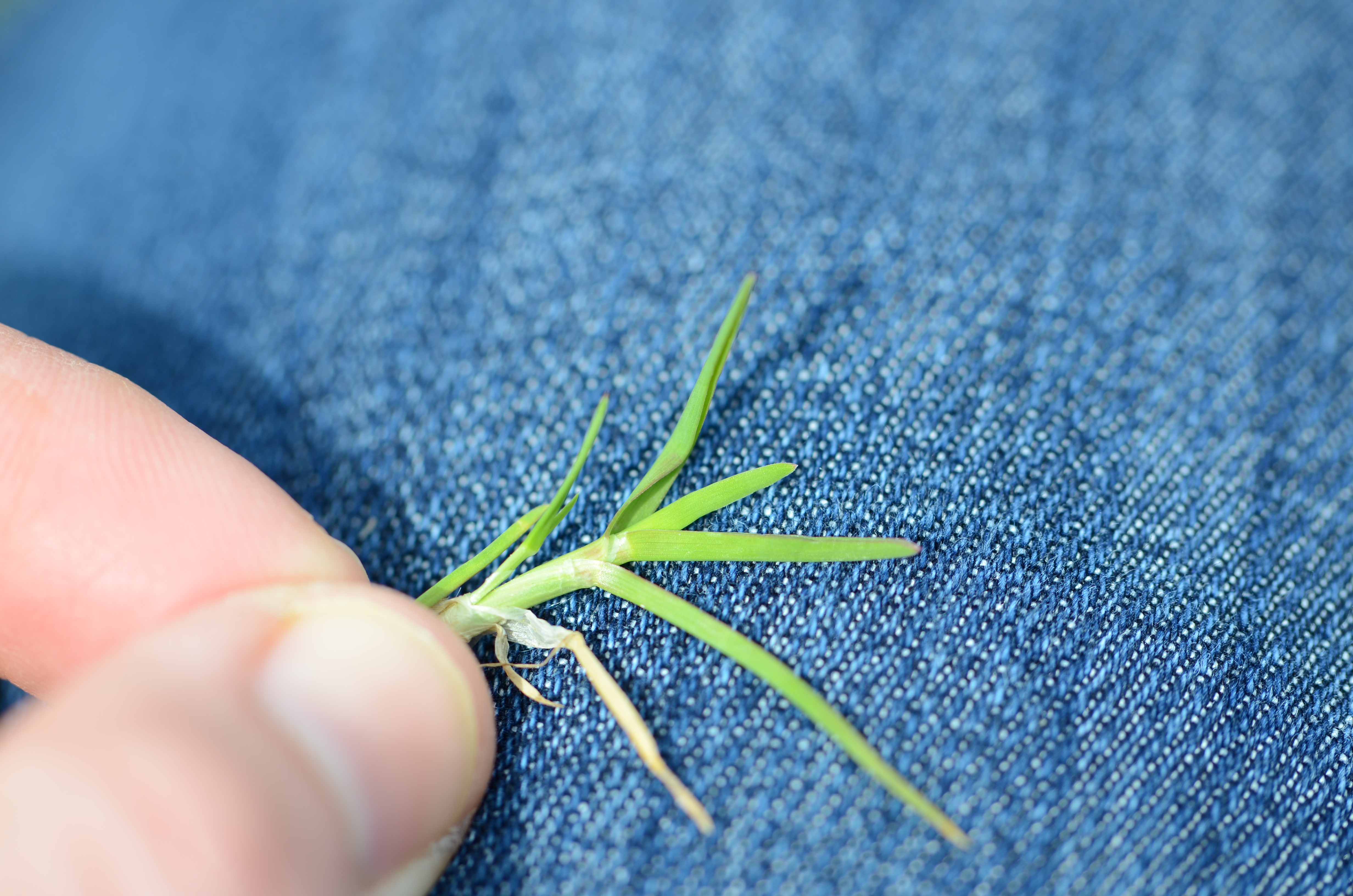 Closeup of grass blades.